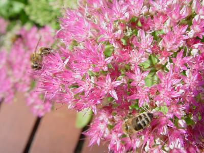 bienen