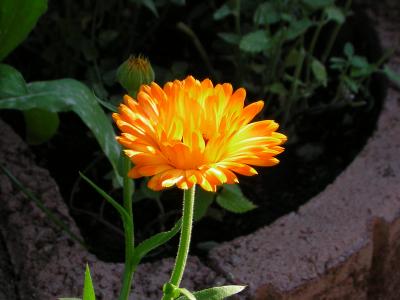 Eine Blume