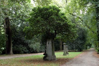 Baum an und auf einem alten Grabstein