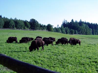 Büffel auf einer Alm am Bodensee