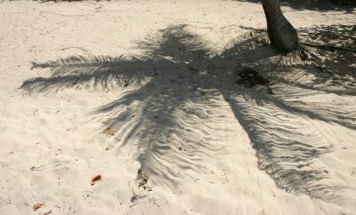 Palmenschatten