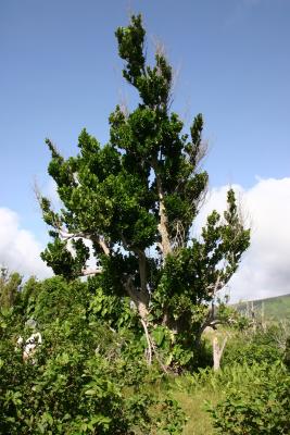 Teilweise verbrannter Baum