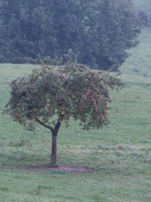 Ein Apfelbaum