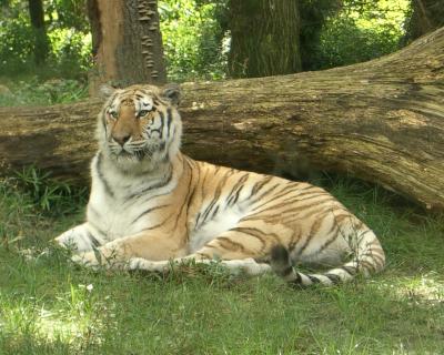 Tiger im Bronx Zoo 3