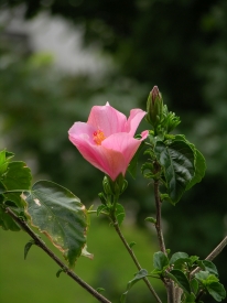 Hibiskus