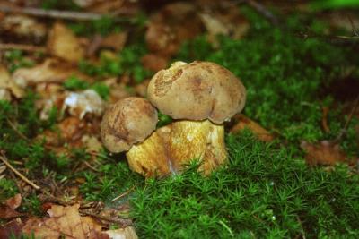 Tylopilus felleus - Gallenröhrling