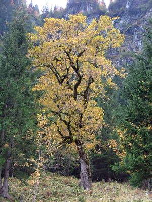 es wird herbst