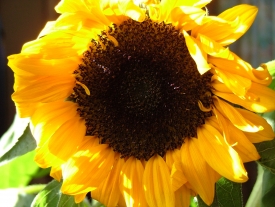 Sonnenblume in Echtfarbe