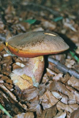 Boletus erythropus - Flockenstieliger Hexenröhrling