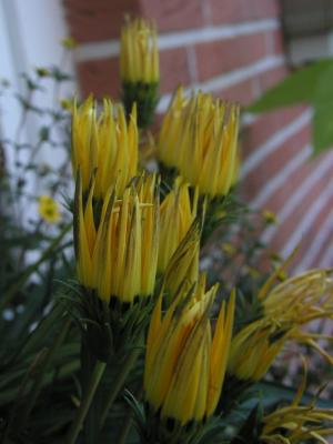 Gelbe Blumen"Kronen"