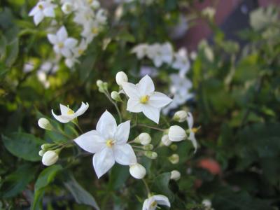 Weißes Blütengewächs