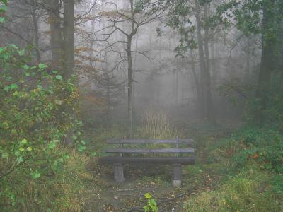 Herbstwald