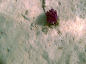 violette Koralle auf Sand