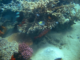 Großaugensoldat unter einer Koralle