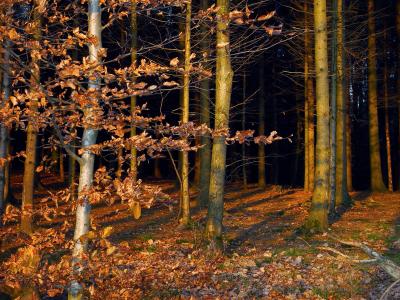 Herbstabend am Waldrand