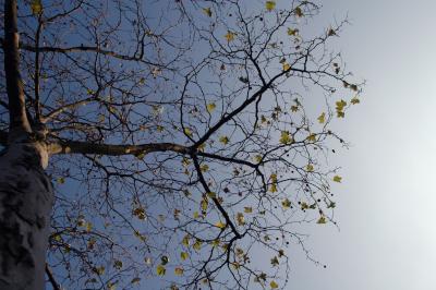 Herbstbaum I mit Himmel