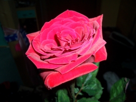 Rose_02