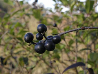 Schwarze Beeren