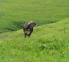 Glückliche Kuh im Kleinwalsertal