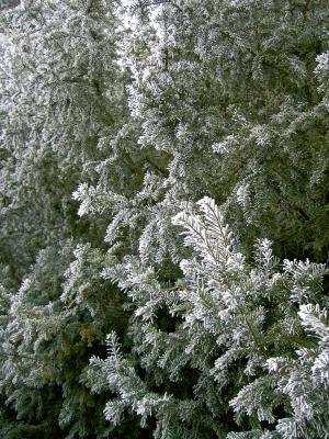 Winter Reif Odenwald