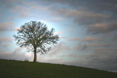 Baum im Herbst