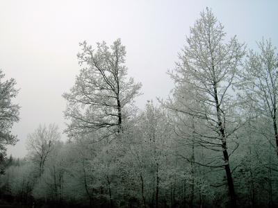 WinterReif im Odenwald