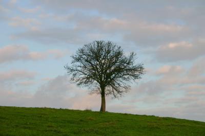 Apfelbaum