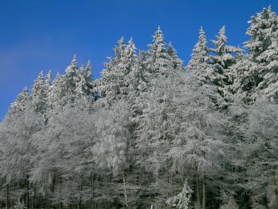 WinterReif im Odenwald