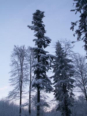 Schnee-Baum