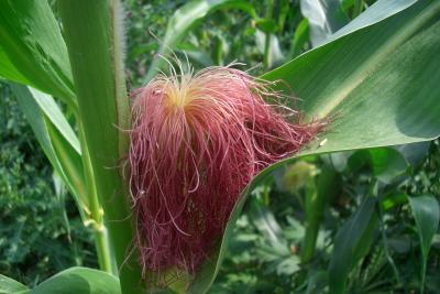 hairy corn thing