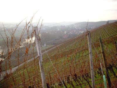 Weinberge