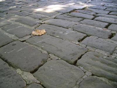 dry leaf on stone