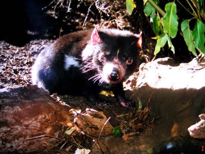 Tasmanischer Teufel 1