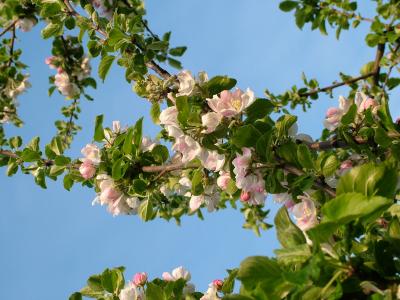 Apfelblüte vor blauem Himmel