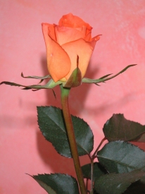 rose