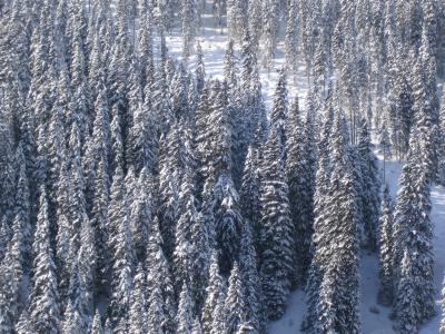 Wald im Wintertraum