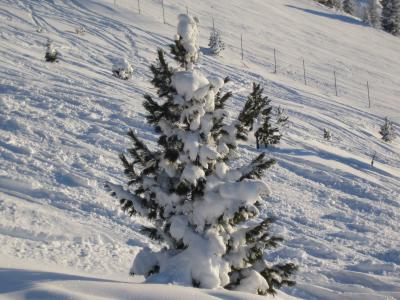 Weihnachtsbaum