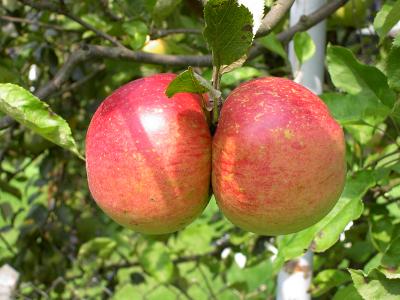 Zwillings-Apfel