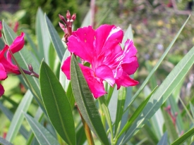 Oleander