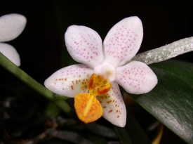 Phalaenopsis / Mini Marc