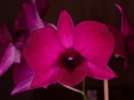 Dendrobium Phalaenopsis / Dao Prasuk