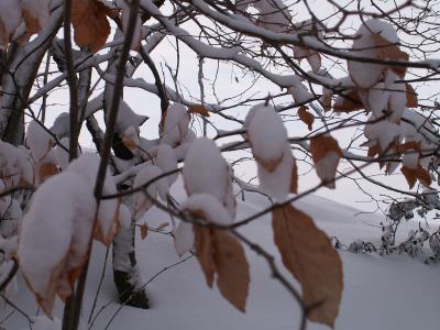 schneebedekte Blätter