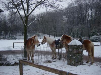 Drei Pferde im Winter
