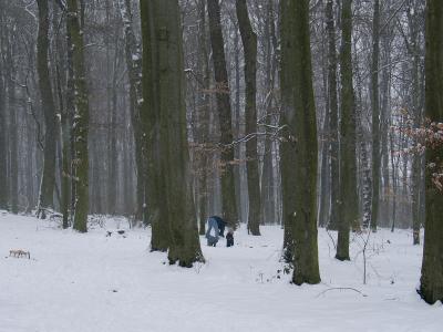 Im Winterwald