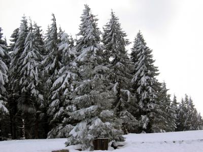 Schneetannen