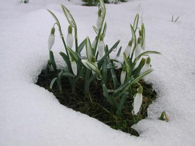 Schneeglöckchen im Schnee 2