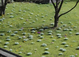 Frühlingswiese