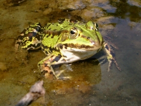 Frosch 2