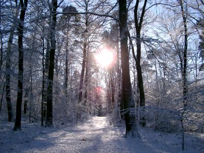 Winter im Wald 1