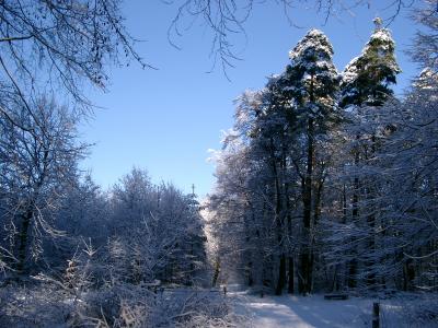Winter im Wald 2